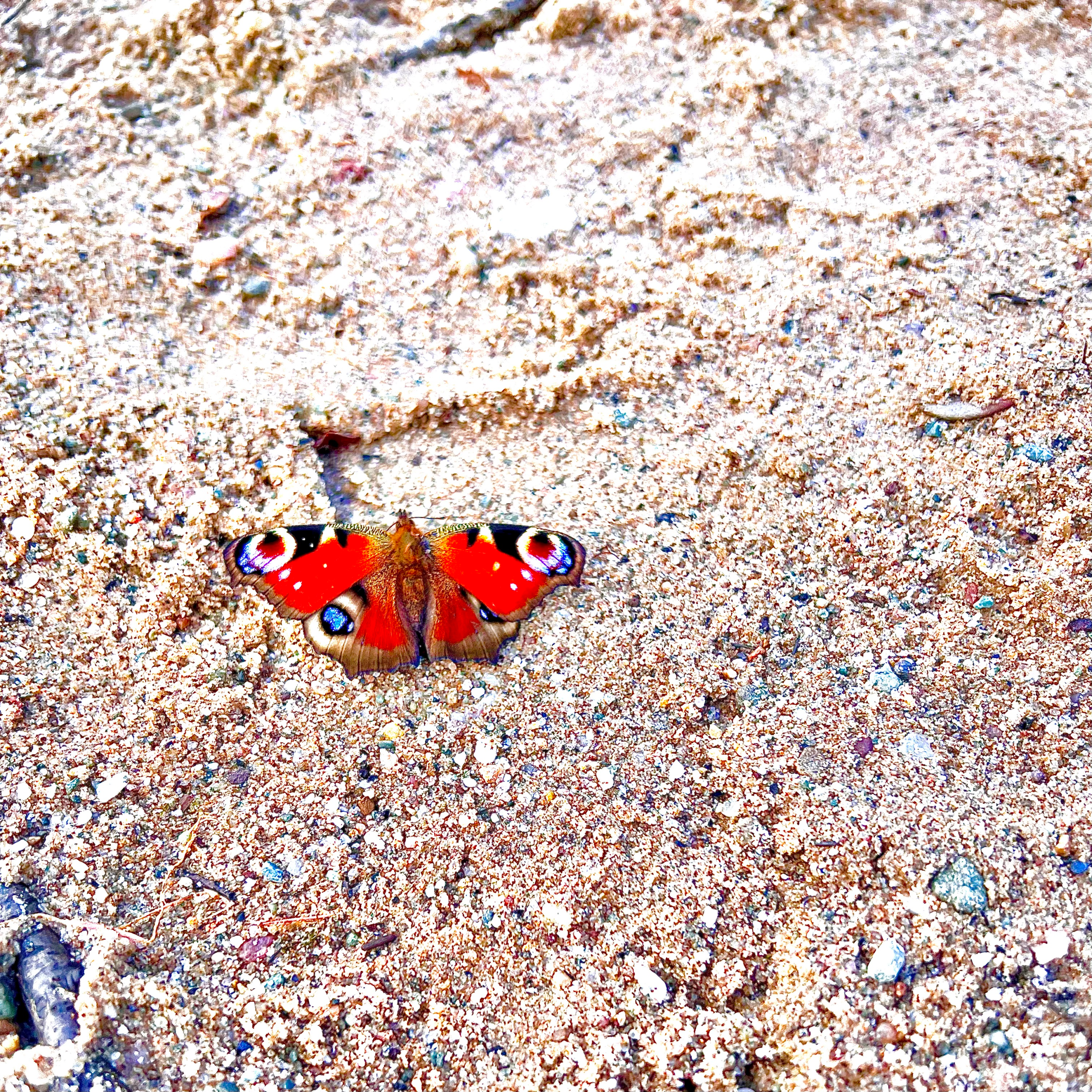 A vibrant butterfly.